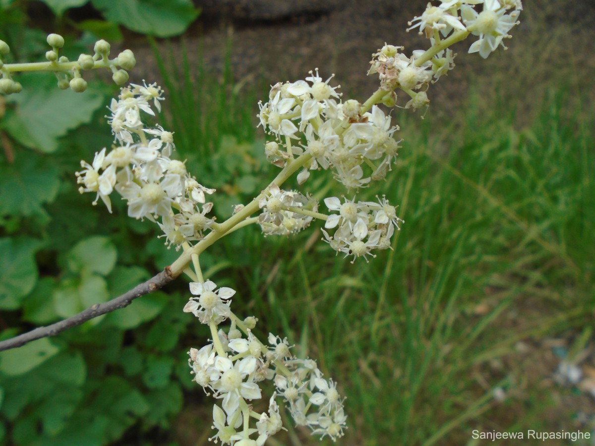 Chloroxylon swietenia DC.